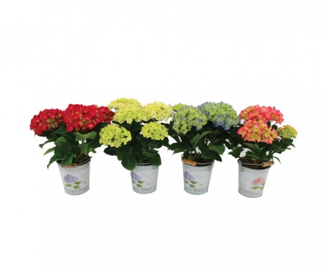 HYDRANGEA MACROPHYLLA POT 11CM  HAUTEUR 25 CM 3 FLEURS