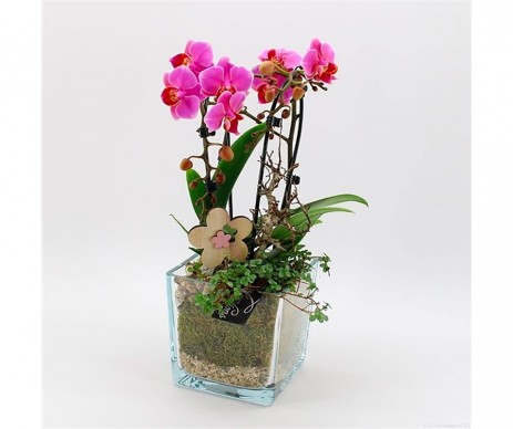COMPOSITION PHALAENOPSIS