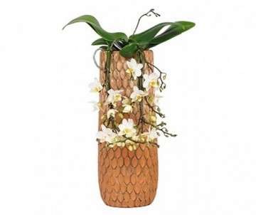 PHALAENOPSIS MULTIFLEURS 4TIGES