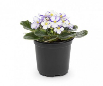 SAINT PAULIA POT DE 12CM DE DIAMETRE