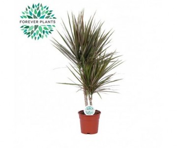 DRACAENA MARGINATA BICOLOR