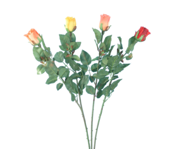 ROSE BOUTON COLORIS ASSORTIS
