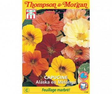 CAPUCINE ALASKA EN MELANGE