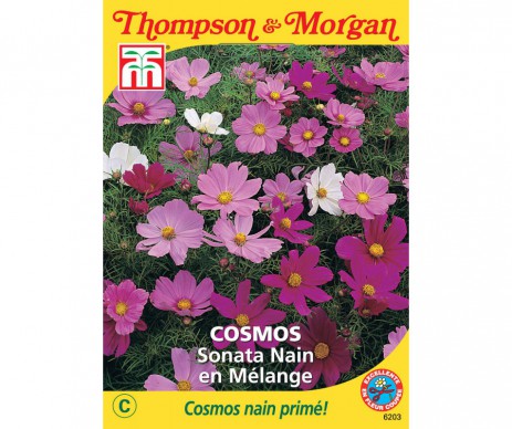 COSMOS SONATA NAIN EN MELANGE