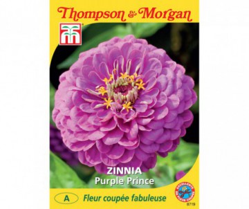 ZINNIA PURPLE PRINCE