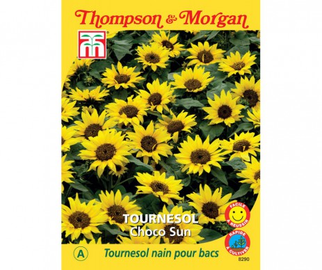 TOURNESOL CHOCO SUN