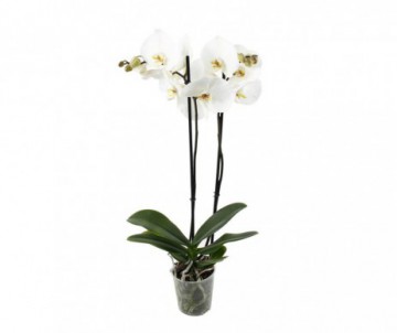 ORCHIDEE  PHALAENOPSIS 2 TIGES DIFFERENTES COULEURS POT DE 10CM DE DIAMETRE