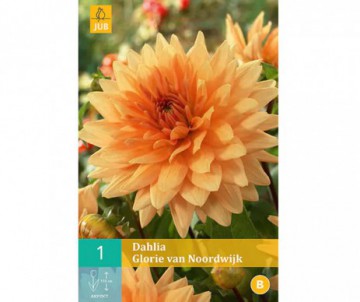 1 BULBE DE DAHLIA VAN NOORDWIJK