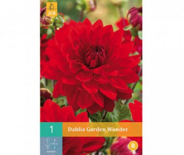 1 BULBE DE DAHLIA GARDEN WONDEN