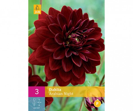 3 DAHLIA ARABIAN NIGHT