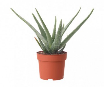 ALOE VERA POT DE 18CM DE DIAMETRE