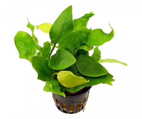 ANUBIAS DIFFERENTES VARIETES
