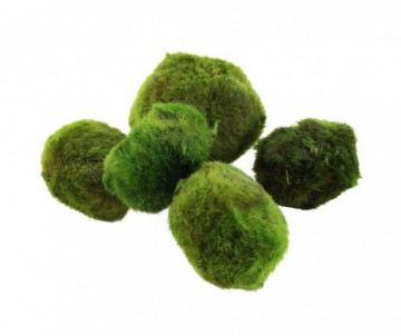 EGERIE DENSA SPECIAL DENSE