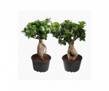 FICUS MICROCARPA GINSENG POT DE 2 LITRES