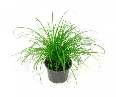 CYPERUS ZUMULA POT DE 12CM DE DIAMETRE