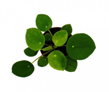 PILEA PEPPEROMIOIDE POT DE 6CM DE DIAMETRE