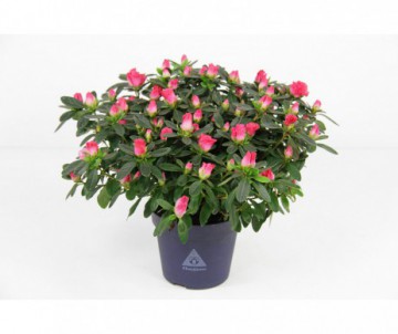 AZALEE POT DE 13CM DE DIAMETRE