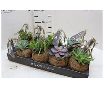 KOKODAMA SUCCULENTES