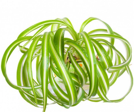 CHLOROPHYTE CHEVELUE  CHLOROPHYTUM BAMBINO POT DE 5