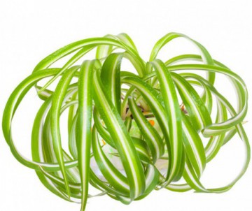 CHLOROPHYTE CHEVELUE  CHLOROPHYTUM COMOSUM VARIEGATUM