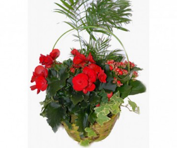 PANIER 3 PLANTES
