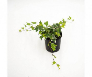 LIERRE  HEDERA POT DE 9CM DE DIAMETRE