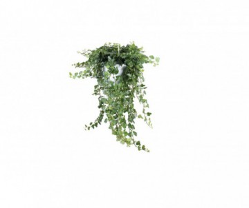 HEDERA WONDER SUSPENSION DE 2L
