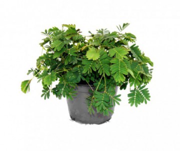 MIMOSA PUDICA POT DE 9CM DE DIAMETRE