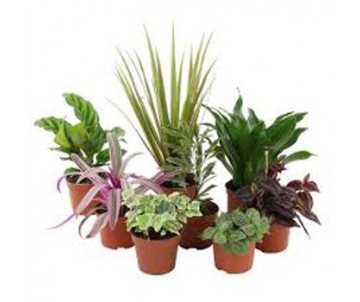 PLANTE VERTE MINI POT DE 6CM DE DIAMETRE