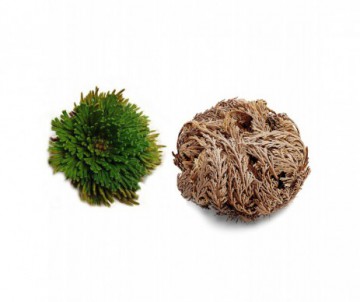 ROSE DE JERICHO OU SELAGINELLA LEPIDOPHYLLA