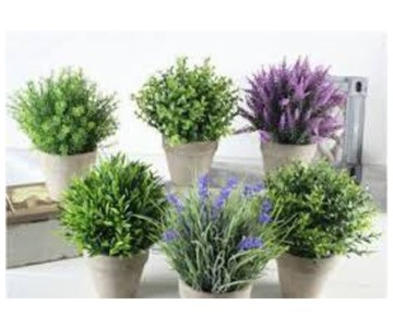 PETITES PLANTES POT DE 9CM