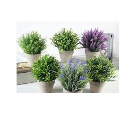 PETITES PLANTES POT DE 9CM