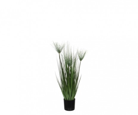 PAPYRUS /POT VERT -H76XD12