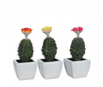 CACTUS /POT3 ASS-L7XB7XH18