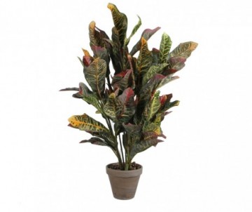 CROTON VERT D15