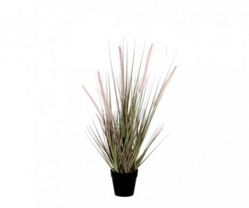 DOGTAIL GRAS VIOLET POT  H53CM
