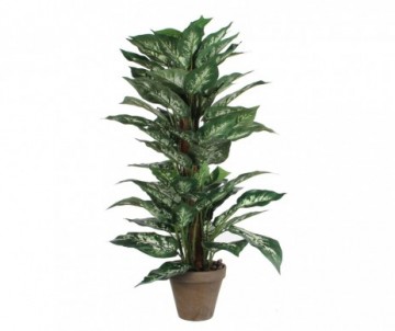 DIEFFENBACHIA VERT PANA H65CM