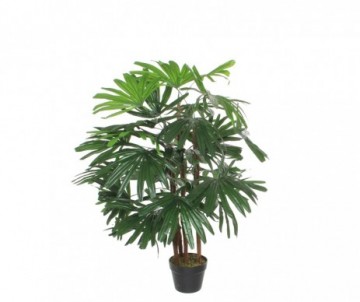 POT RHAPIS VERT -H120XD80CM