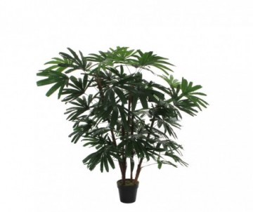 POT RHAPIS VERT -H150XD80CM