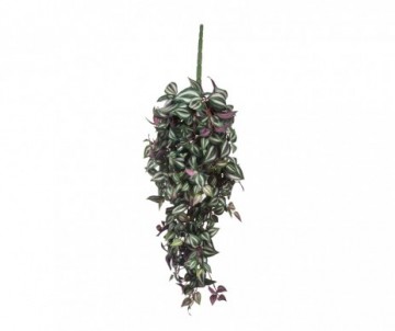TRADESCANTIA CHUTE VERT