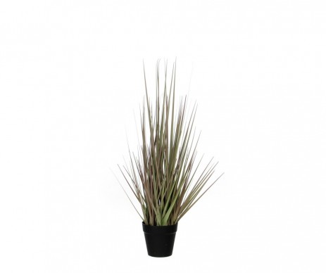GRAS VIOLET   H53CM