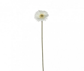GERBERA CREME H53