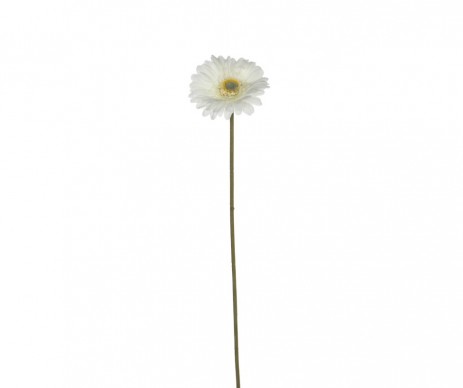 GERBERA CREME H53