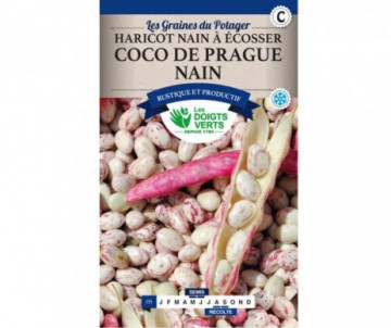 HARICOT NAIN COCO ROSE DE PRAGUE