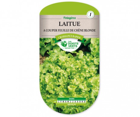 LAITUE A COUPER FEUILLE CHENE LES DOIGTS VERTS