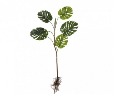 MONSTERA RACINES VERT H26CM