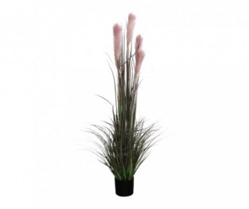 HERBE PANACHE POT VIOLET H150