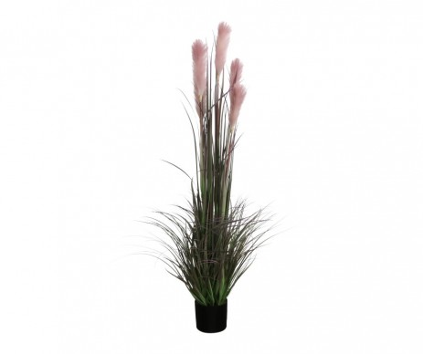 HERBE PANACHE POT VIOLET H150