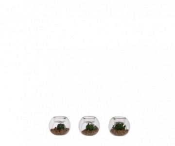 SUCCULENTE BOUGEOIR VERT D8CM