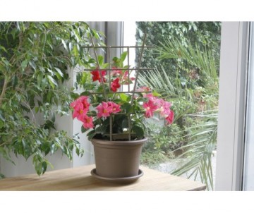 TUTEUR ECHELLE 50CMFUSCHIA